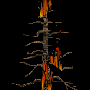 eri_feuerbaum3.gif